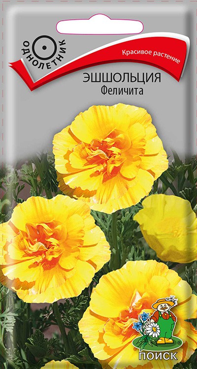Эшшольция Феличита /Поиск/