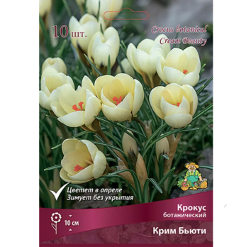 Крокус Ботанический Крим Бьюти 10шт /Поиск/