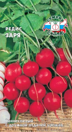 Редис Заря /Седек/