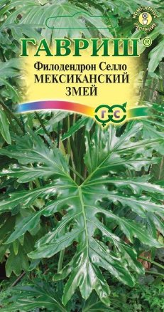 Филодендрон Селло Мексиканский змей /Гавриш/