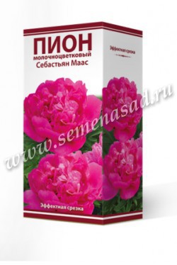 Пион молочноцветковый Себастьян Маас /Поиск/