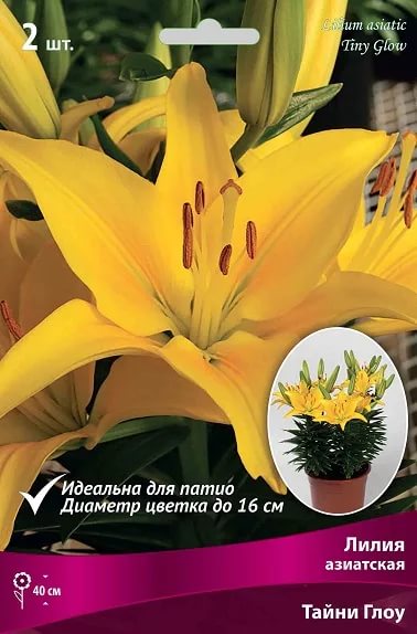 Лилия Азиатская горшечная Тайни Глоу 2шт /Поиск/