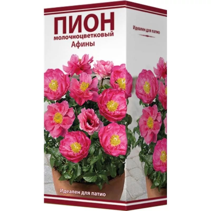 Пион молочноцветковый Афины /Поиск/