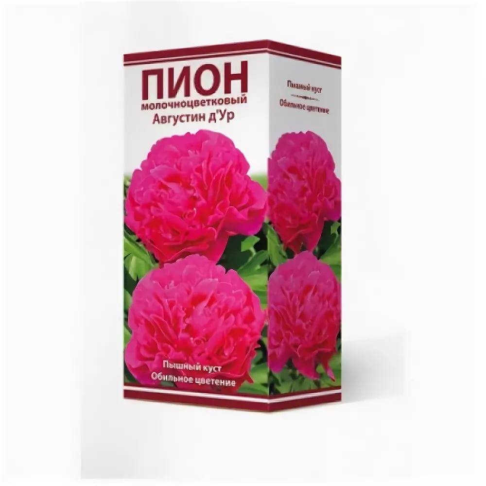Пион молочноцветковый Августин д`Ур /Поиск/