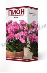 Пион молочноцветковый Рим /Поиск/