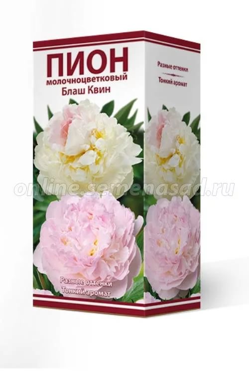Пион молочноцветковый Блаш Квин /Поиск/