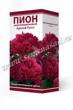 Пион молочноцветковый Адольф Руссо /Поиск/