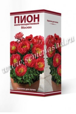 Пион молочноцветковый Москва /Поиск/