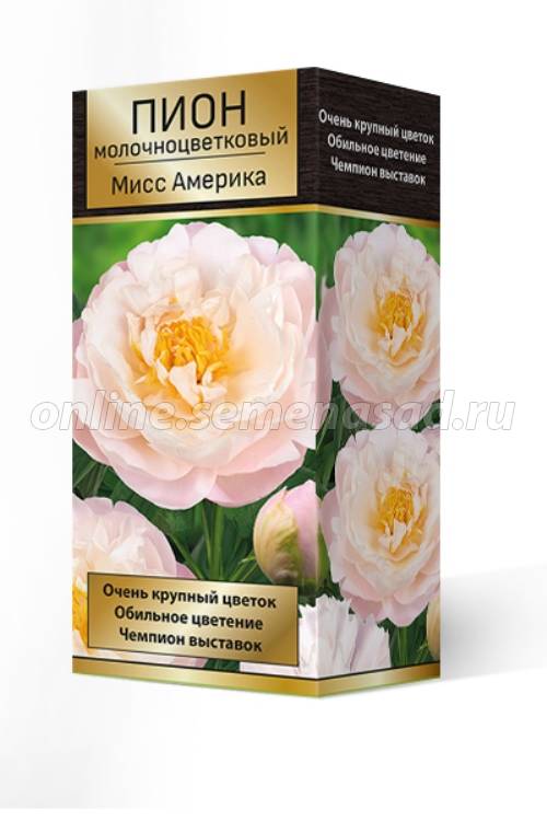Пион молочноцветковый Мисс Америка /Поиск/