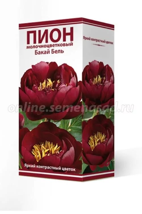Пион молочноцветковый Бакай Бель /Поиск/