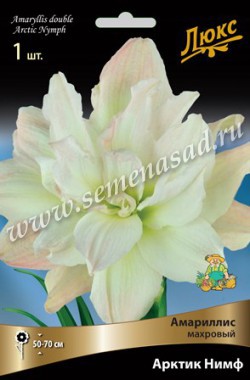 Амариллис махровый Арктик Нимф 1шт /Поиск/