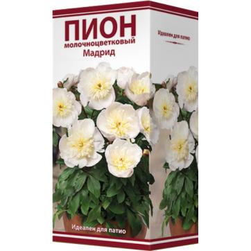 Пион молочноцветковый Мадрид /Поиск/