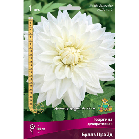 Георгина Декоративная Буллз Прайд 1шт /Поиск/ ОЧЕНЬ КРУПНЫЙ