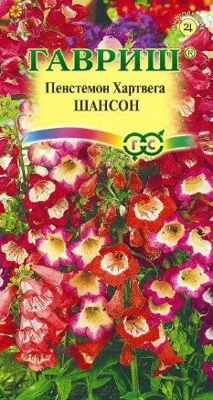 Пенстемон Хартвига Шансон наперстянковый /Гавриш/