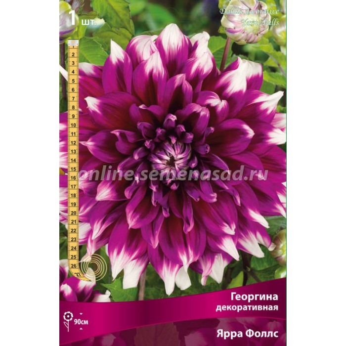 Георгина Декоративная Ярра Фоллс 1шт /Поиск/ ОЧЕНЬ КРУПНЫЙ