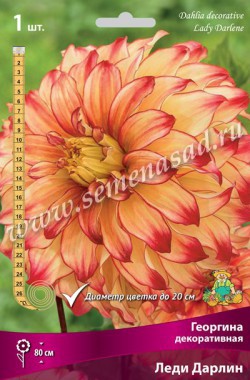 Георгина Крупноцветковая Леди Дарлин 2182 (жёлтый с красным, 1 шт, I ) /Поиск/