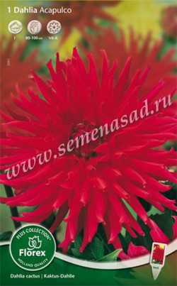 Георгина Кактусовая Акапулько 2001 (красный, 1 шт, I ) /Поиск/