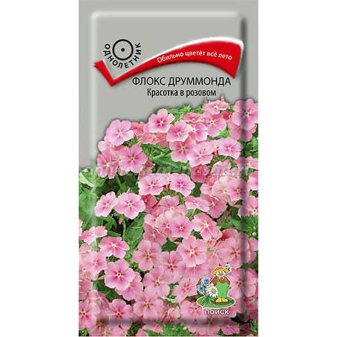 Флокс друммонда Красотка в розовом /Поиск/