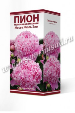Пион молочноцветковый Месье Жюль Эли /Поиск/