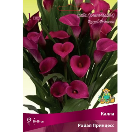 Калла Ройал Принцесс /Поиск/