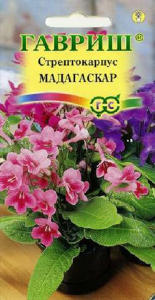 Стрептокарпус гибридный Мадагаскар /Гавриш/