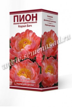 Пион молочноцветковый Корал Бич /Поиск/