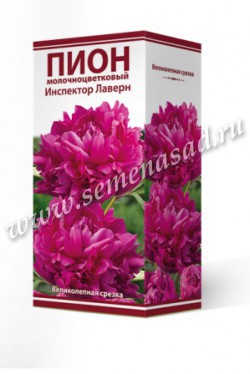 Пион молочноцветковый Инспектор Лаверн /Поиск/