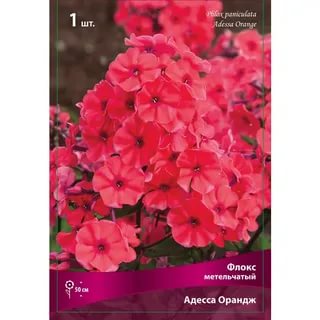 Флокс метельчатый Адесса Ориндж /Поиск/