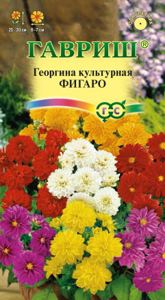 Георгина Фигаро 10шт /Гавриш/