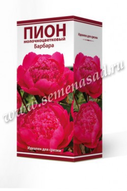 Пион молочноцветковый Барбара /Поиск/