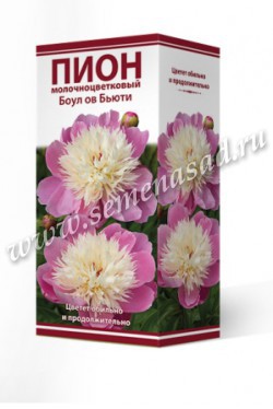 Пион молочноцветковый Боул ов Бьюти /Поиск/