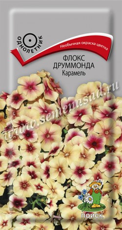 Флокс друммонда Карамель /Поиск/