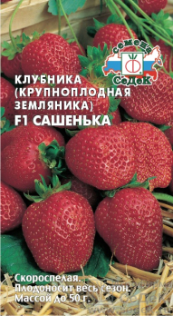 Клубника Сашенька F1 (крупноплодная земляника ремонтантная) /Седек/