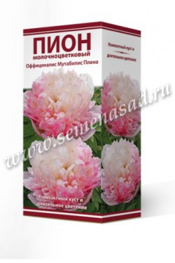 Пион молочноцветковый Оффициналис Мутабилис Плена /Поиск/