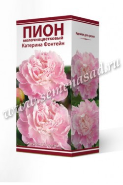 Пион молочноцветковый Катерина Фонтейн /Поиск/