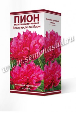 Пион молочноцветковый Виктуар де ла Марн /Поиск/