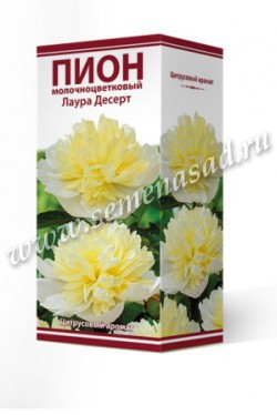 Пион молочноцветковый Лаура Десерт /Поиск/