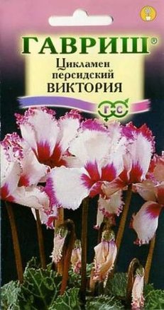 Цикламен персидский Виктория /Гавриш/