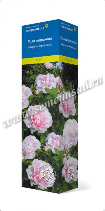 Роза канадская парковая Мартин Фробишер /Поиск/ Северный сад